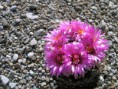 /album/fotogaleria/ecobaria-vivipara-sb209-jpg/
